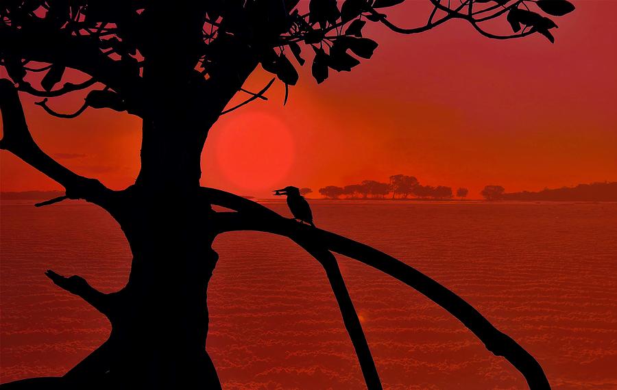 Red Sunset Kingfisher And Mangrove Silhouette by Joan Stratton Photograph by Joan Stratton