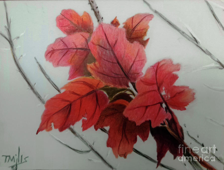 Red Sunset Maple Leaves Drawing by Terri Mills