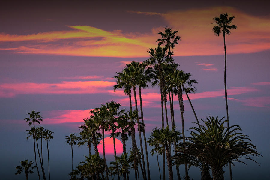 Red Sunset with Palm Trees by Cabrillo Beach in Los Angeles Photograph by Randall Nyhof