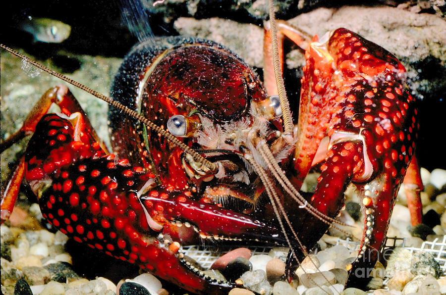Red Swamp Crayfish – Invasive Species Centre