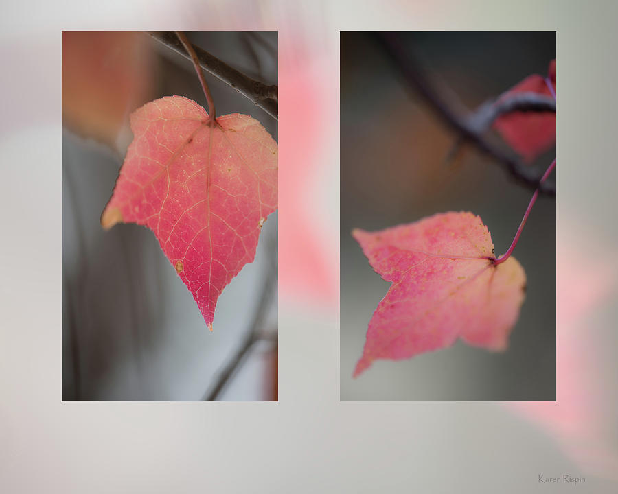 Fall Photograph - Red Sweet Gum Leaves by Phil And Karen Rispin