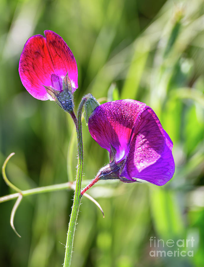 Wild Sweet Pea Photograph - Red Sweet Pea  3331 by Stephen Parker