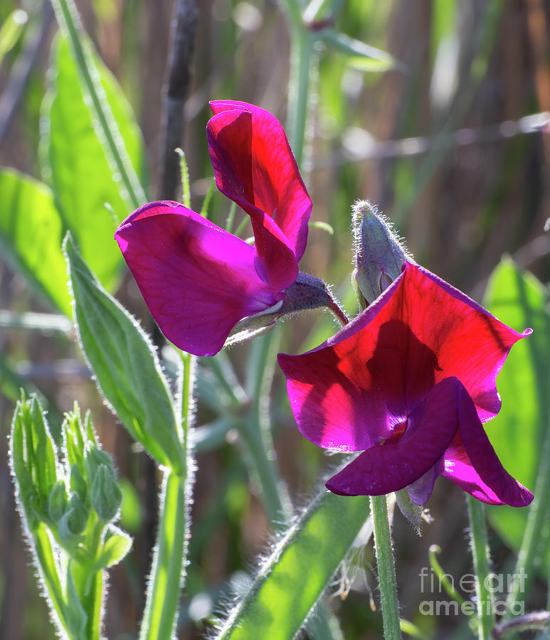 Red Sweet Pea  3411 Photograph by Stephen Parker