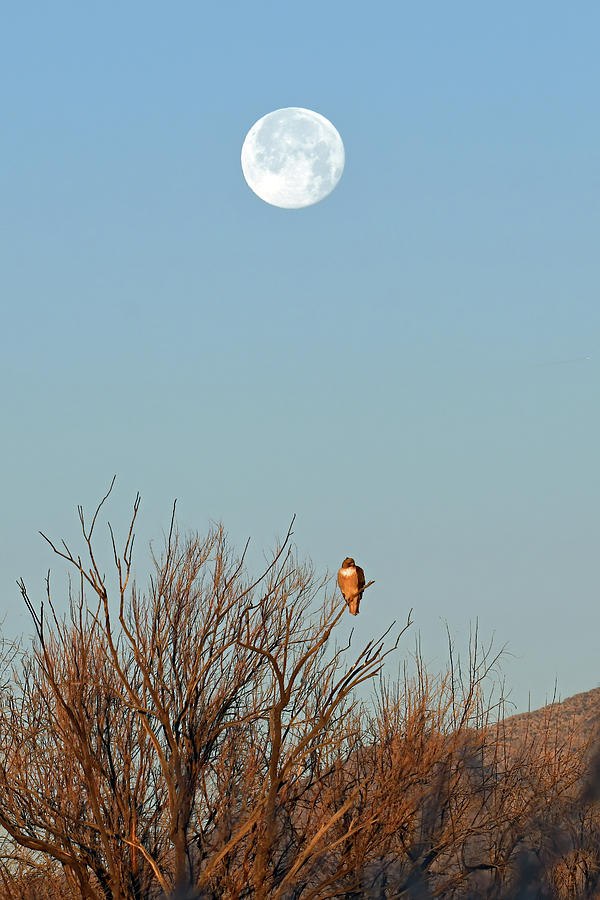 Red Tail And The Moon Photograph