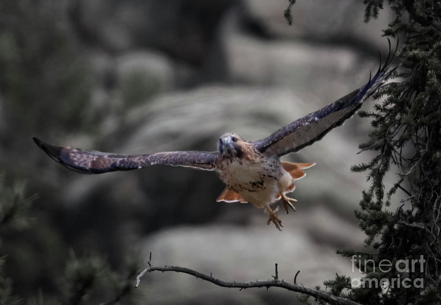 Red-Tail at Eleven Mile Canyon Photograph by Steven Krull