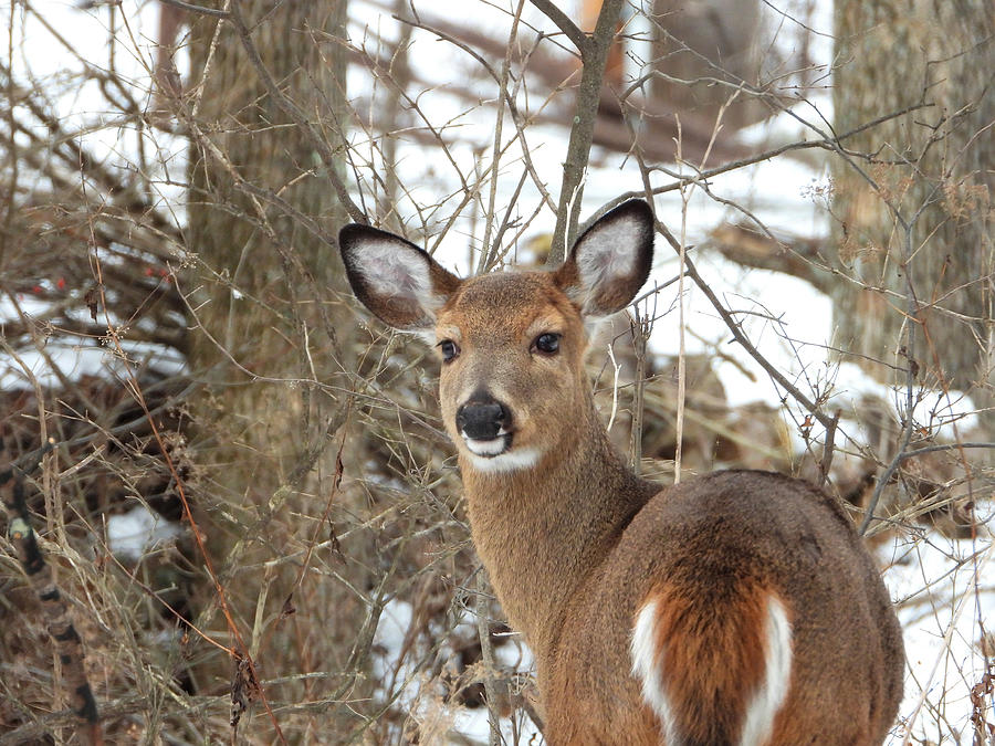 Red Tail Deer Looking Back Photograph by Living Color Photography Lorraine Lynch