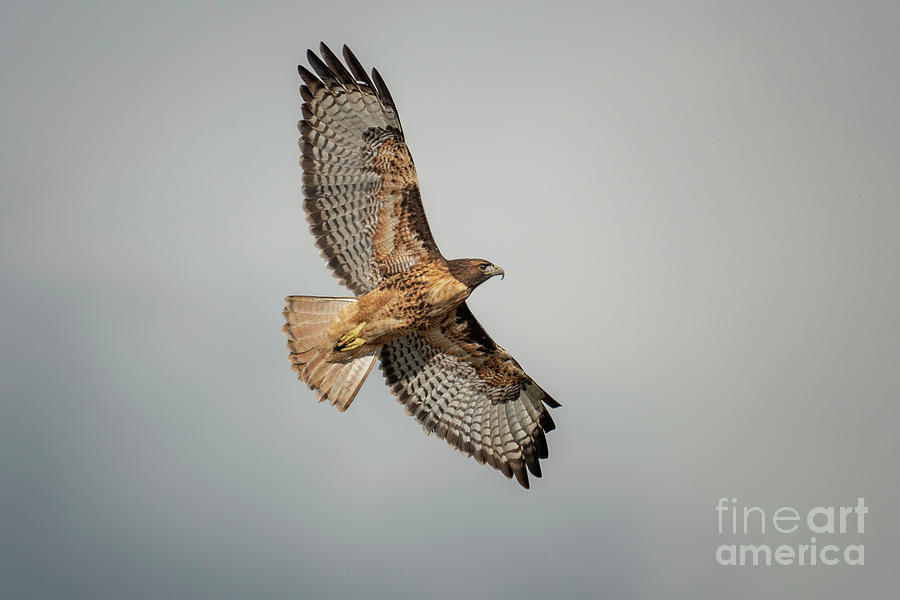 Red Tail Fly-by Photograph by Craig Leaper