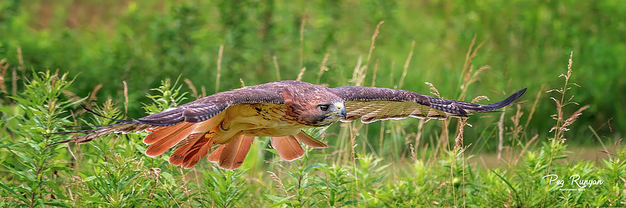 Red Tail Glide Photograph by Peg Runyan