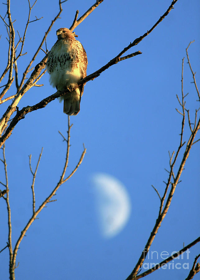 Red Tail Hawk and Moon Photograph by Paula Guttilla
