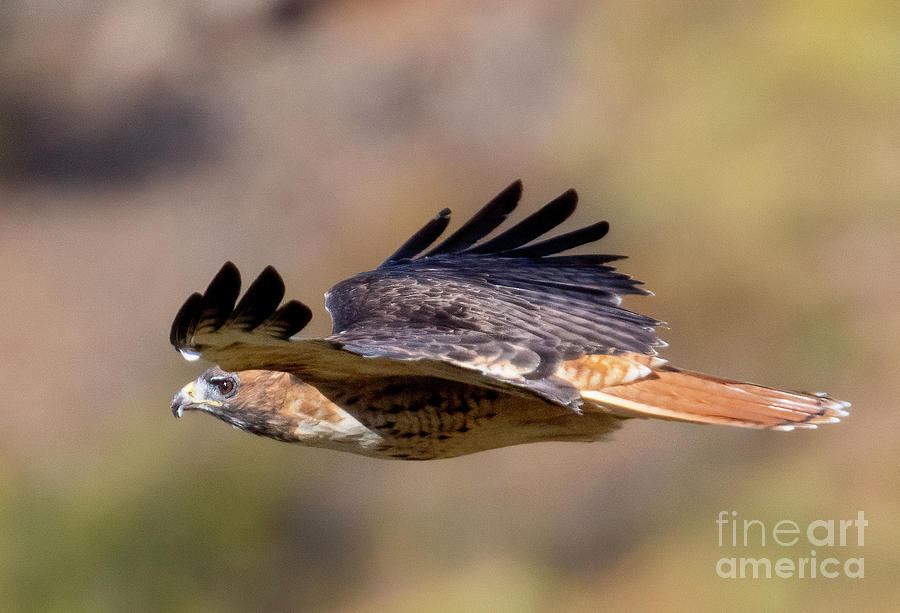 Red-Tail Hawk Gliding By Photograph by Steven Krull