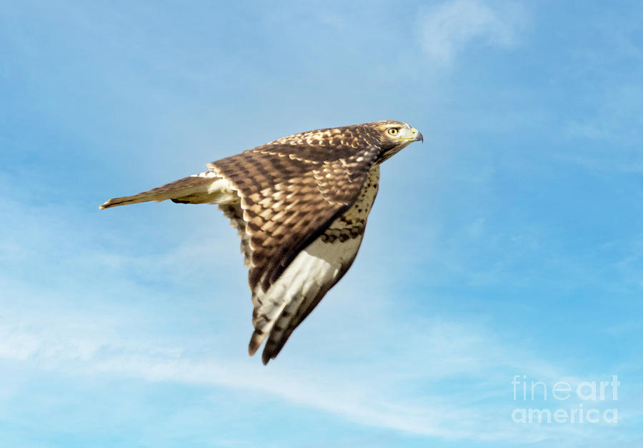 Red-Tail Hawk Gliding Photograph by Steven Krull