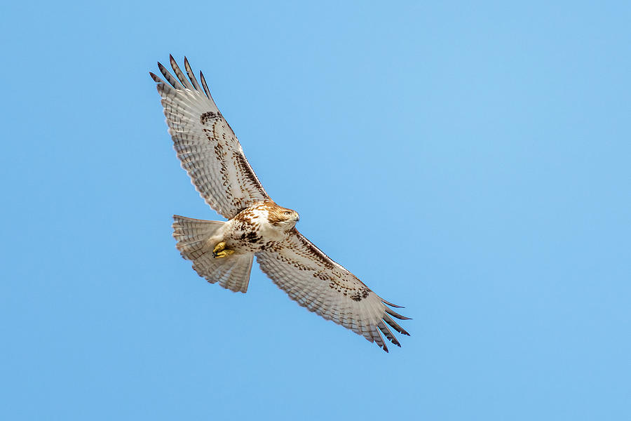 Red Tail Hawk in Flight Photograph by Benway-Blanchard Images - Fine ...