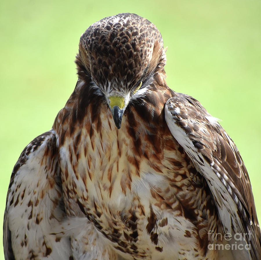 Red Tail Hawk In Prayer Photograph