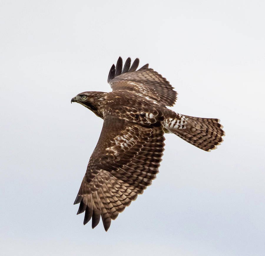 Red Tail Hawk Photograph by Janine Harles | Pixels