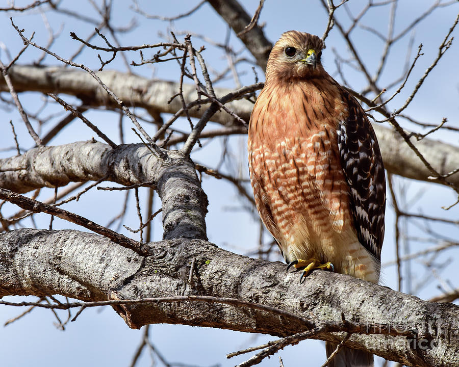 Hawk Photograph - Red Shouldered Hawk by Paul Quinn