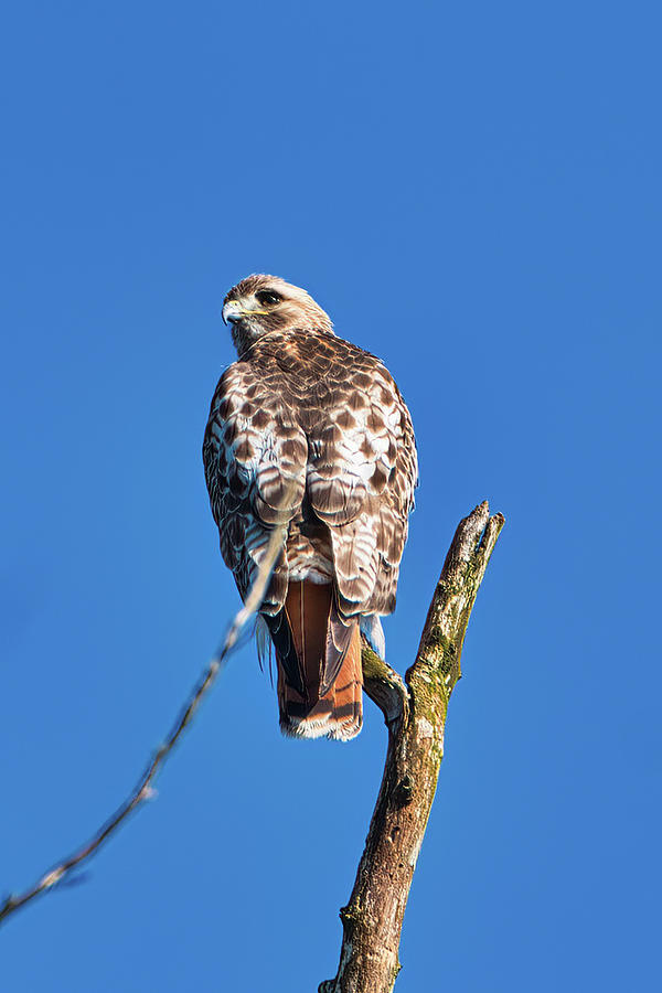 Red Tail Hawk Photograph by Paul Ross