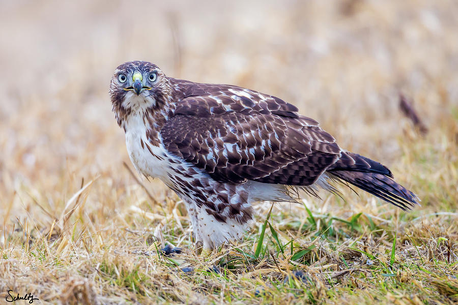 Red Tail Hawk Photograph by Paul Schultz
