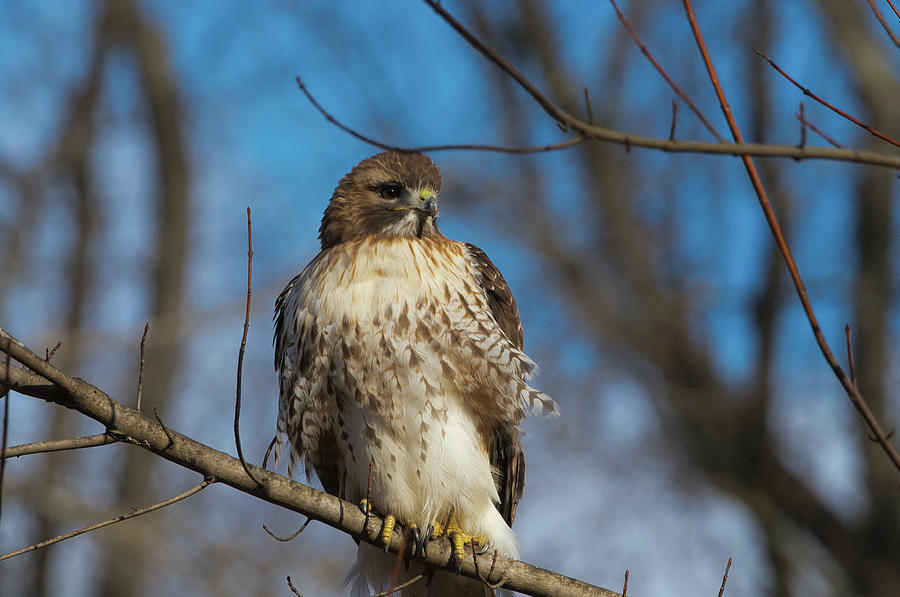 Red Tail Hawk Perched Photograph by Paul Ross