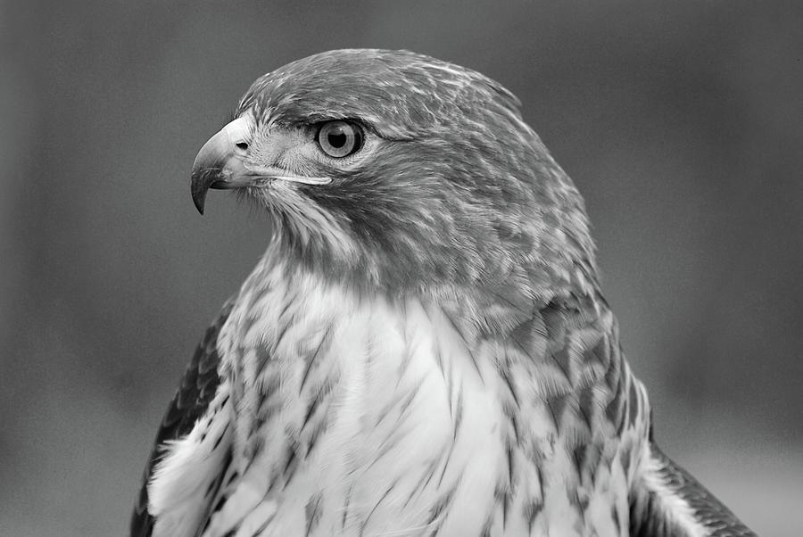 Red Tail Hawk Profile Black and White Photograph by Richard Bryce and Family