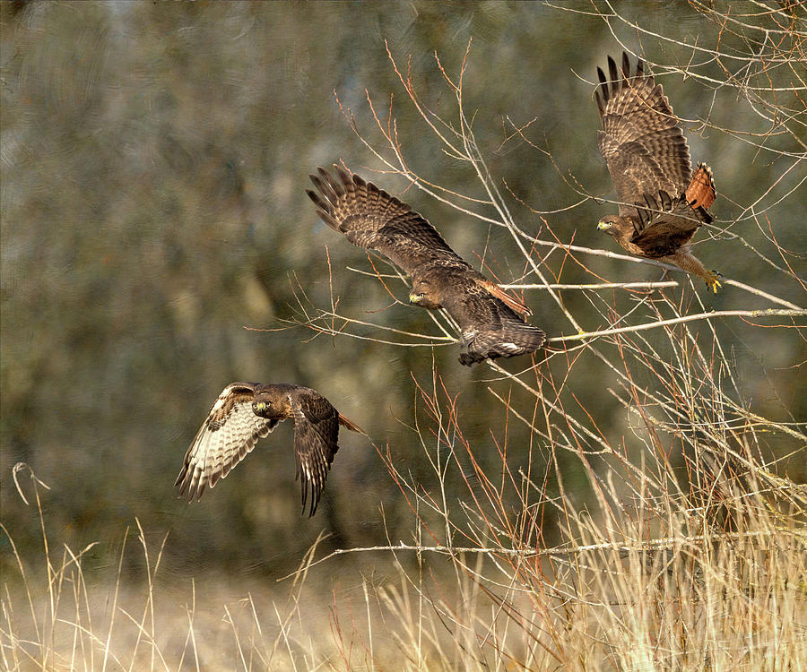 Red Tail Hawk Sequence Photograph by Angie Vogel