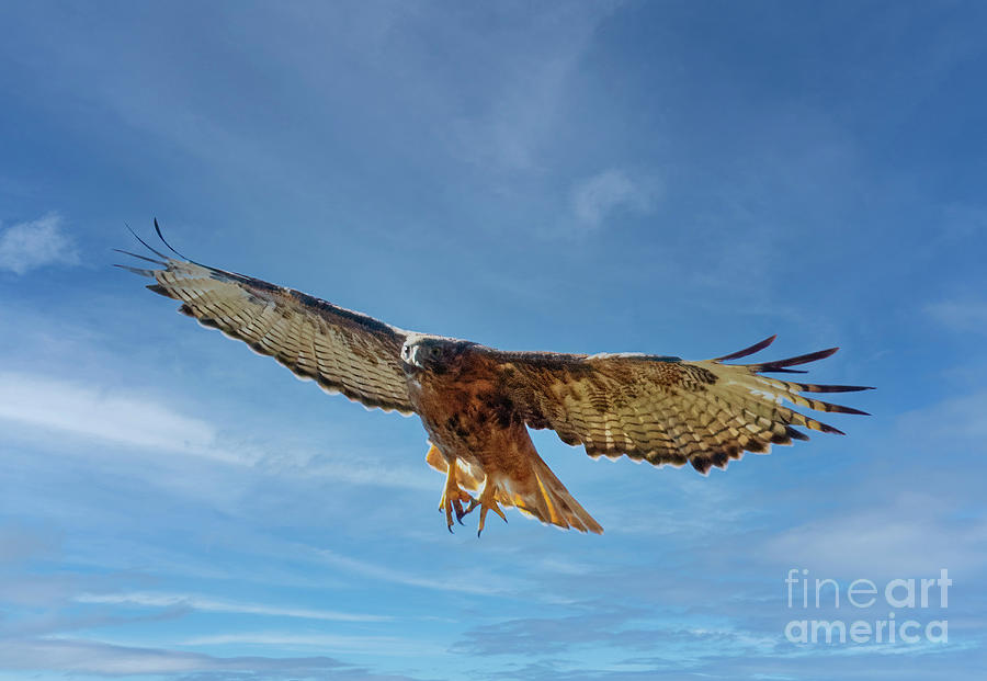 Red-Tail Hawk Soaring Photograph by Steven Krull