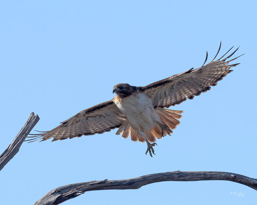 Red Tail Hawk Taking Flight Photograph by Karen Slagle