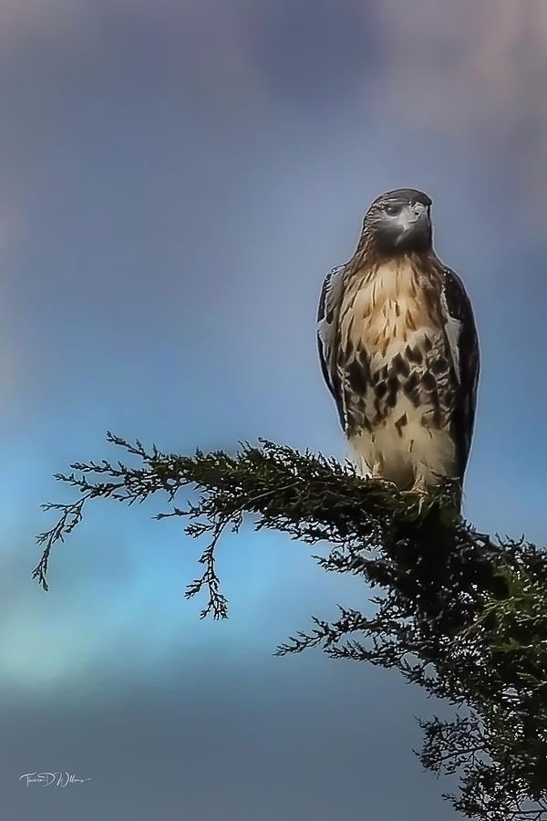 Red Tail Hawk Photograph by Theresa D Williams