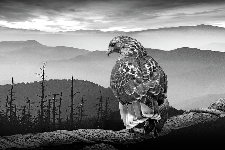 Red Tail Hawk Watching and Waiting for Prey in Black and White Photograph by Randall Nyhof