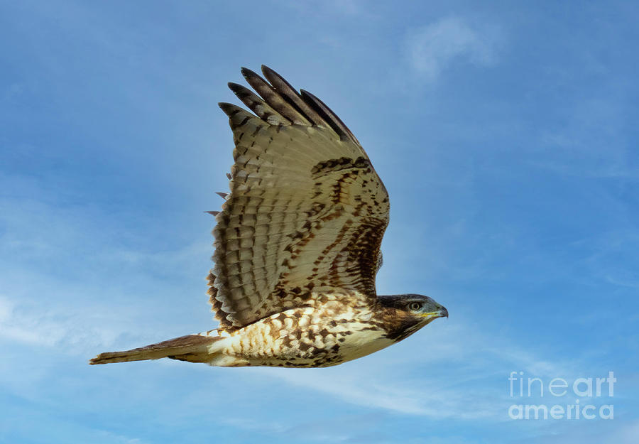 Red-Tail Hawk Wings Up Photograph by Steven Krull