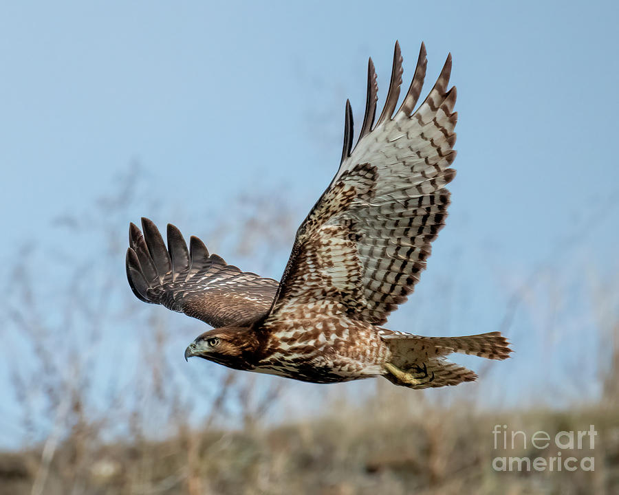 Hawk Photograph - Red-Tail Hunting by Michael Dawson