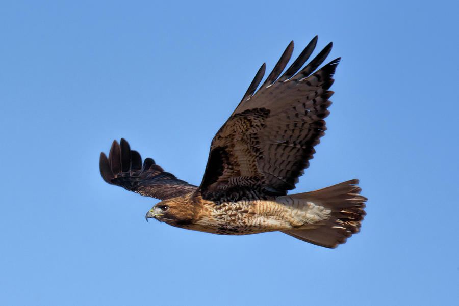 Red Tail In Flight Photograph by Lonnie Wooten - Fine Art America