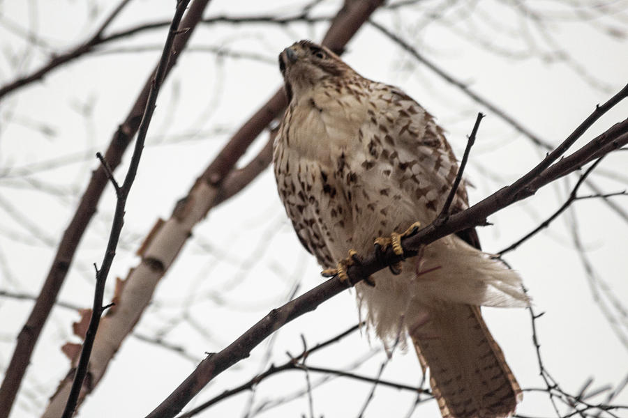 Red-Tail In-Waiting Photograph by Double AA Photography