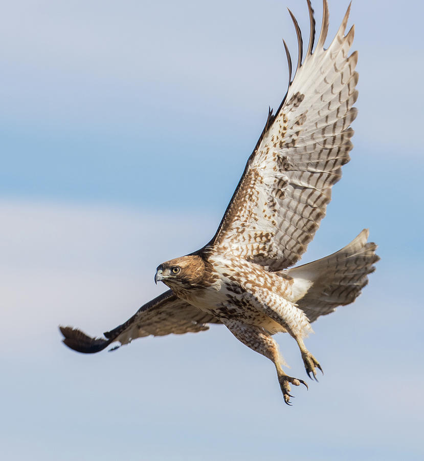 Red-tail Lift Off Photograph by Thomas Kaestner - Fine Art America