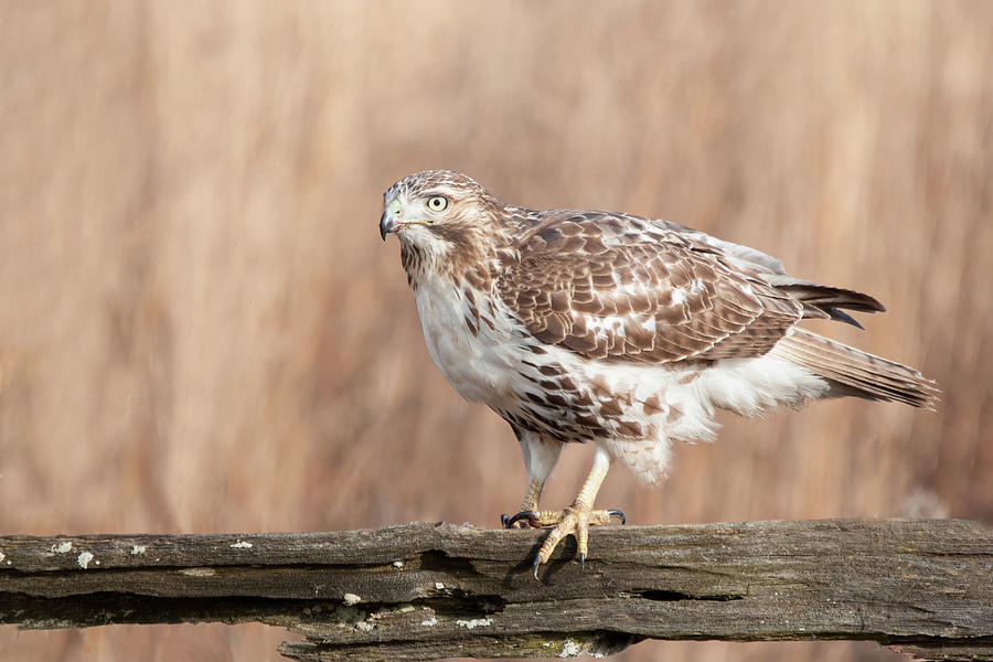 Red-Tail on a Split Rail Photograph by CR Courson