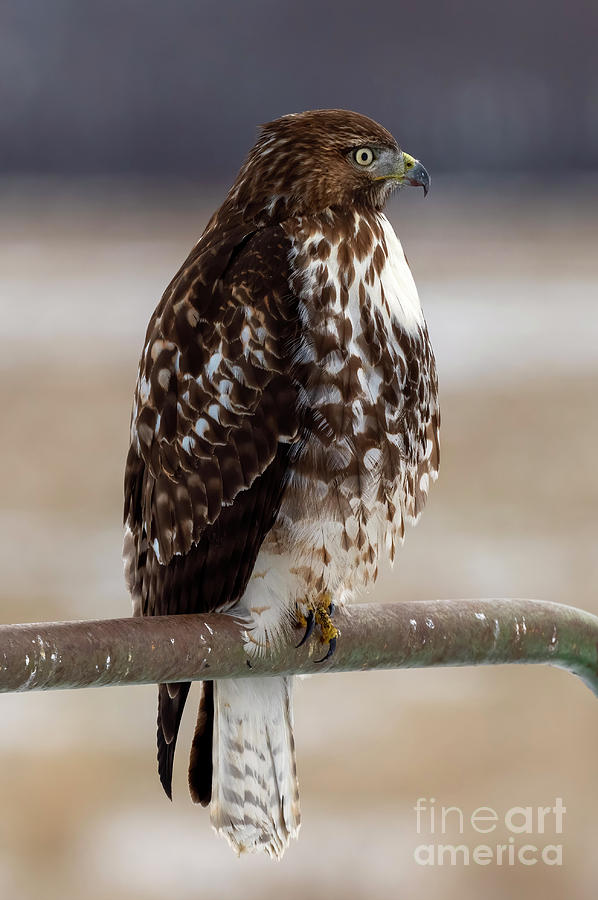 Red-tail Perched Photograph
