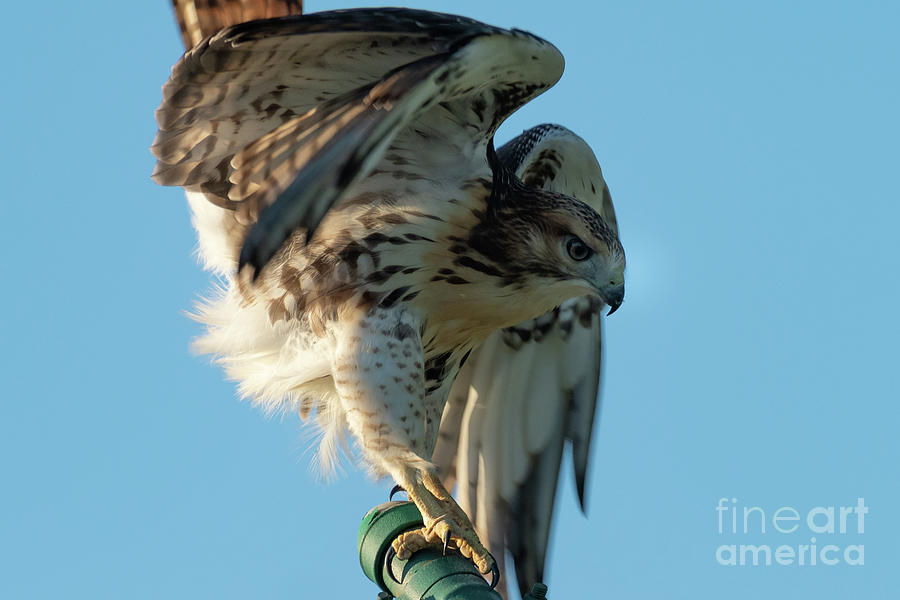 Red-Tail Perching Photograph by Kevin Giambertone | Fine Art America