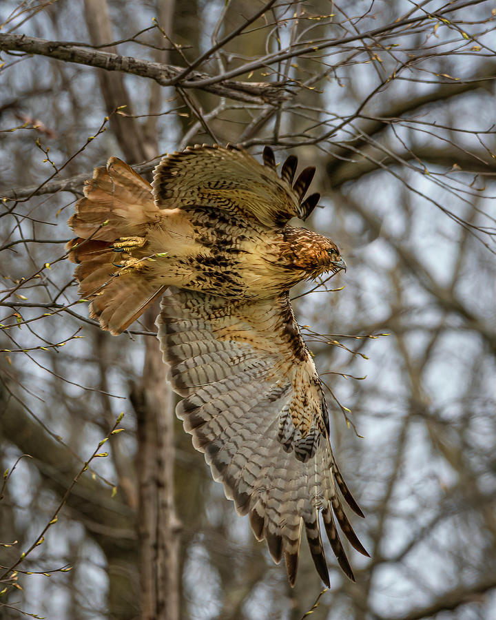 Red Tail Photograph by Ray Silva
