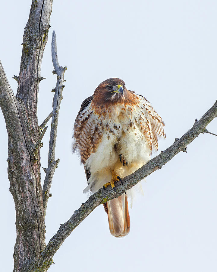 Red Tail Photograph by Timothy McIntyre