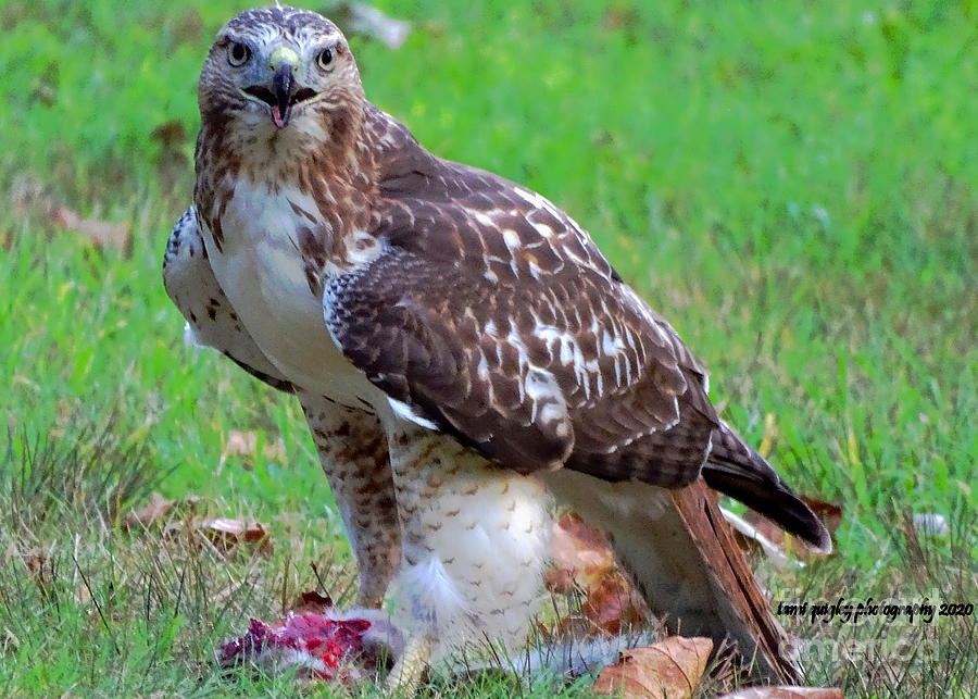 Red-tailed And Prey Photograph