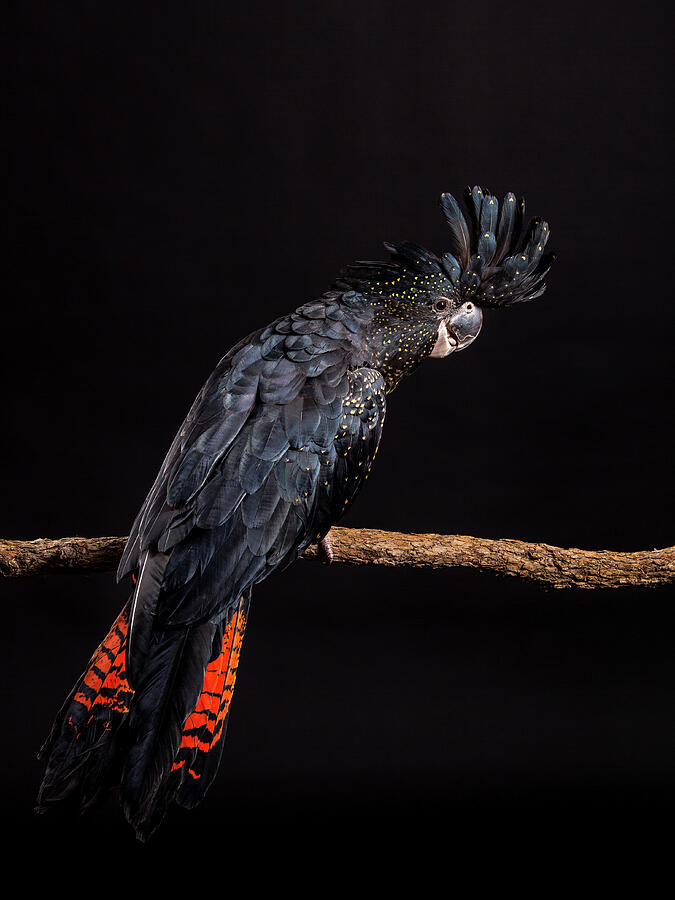 Red-tailed Black Cockatoo #5 Photograph by Chris De Blank Pixels