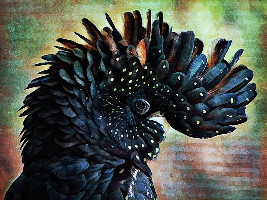 Animal Painting - Red Tailed Black Cockatoo Crest by Ashley Aldridge