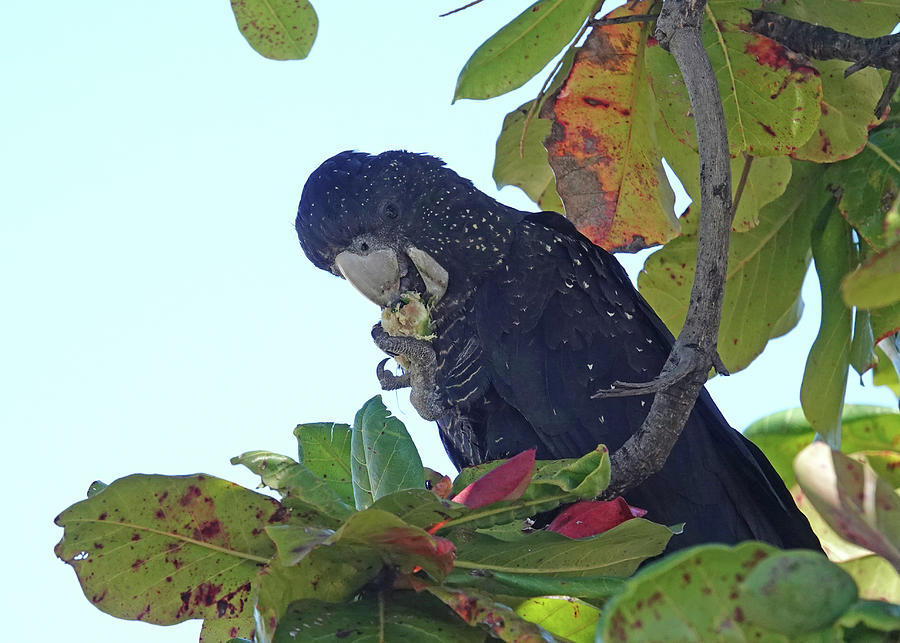 Red-tailed Black-Cockatoo Female Feeding Photograph by Maryse Jansen