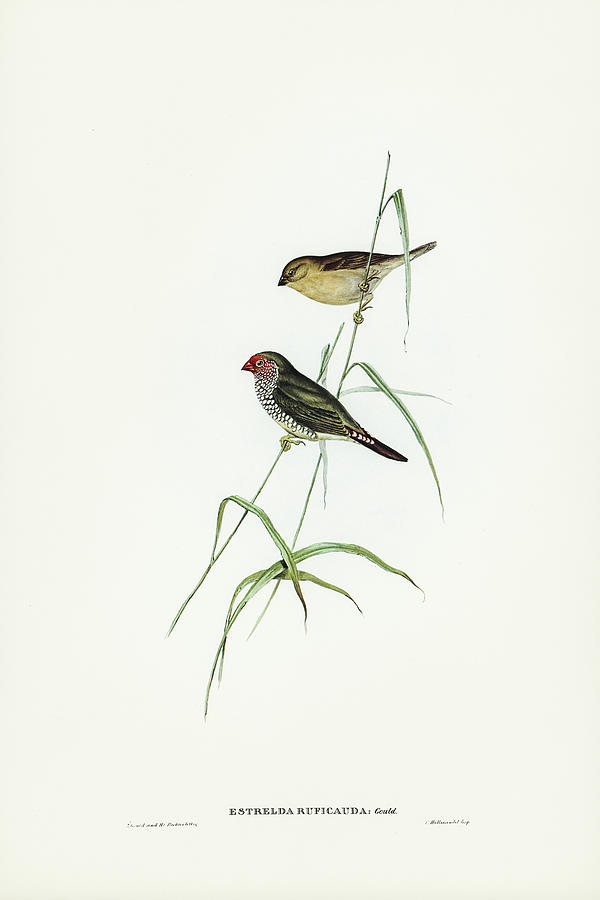 John Gould Drawing - Red-tailed Finch, Estrelda ruficauda by John Gould