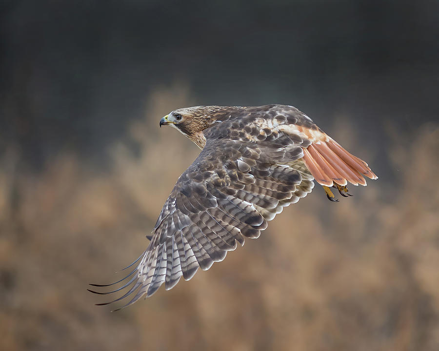 Red-tailed Flight Photograph by CR Courson