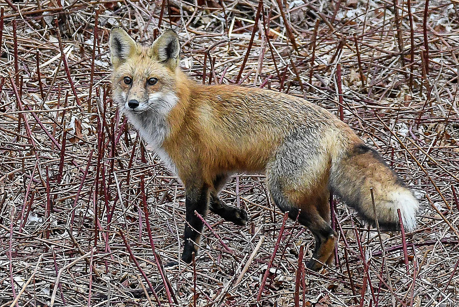 Red Tailed Fox Photograph by Claire Gruneberg - Pixels