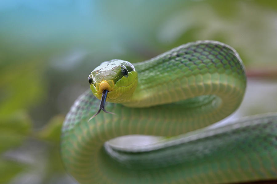 Red tailed green rat snake Photograph by Tim Fitzharris - Fine Art America