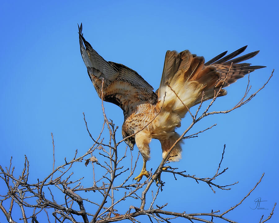 Bird Photograph - Red-tailed Hawk 2 Print by Jim Thompson Bird Photograph - Red-tailed Hawk 2 Print by Jim Thompson