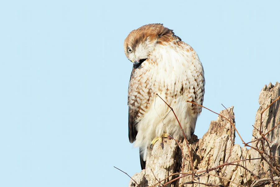 Red Tailed Hawk 2022 04 Photograph By Judy Tomlinson Fine Art America   Red Tailed Hawk 2022 04 Judy Tomlinson 