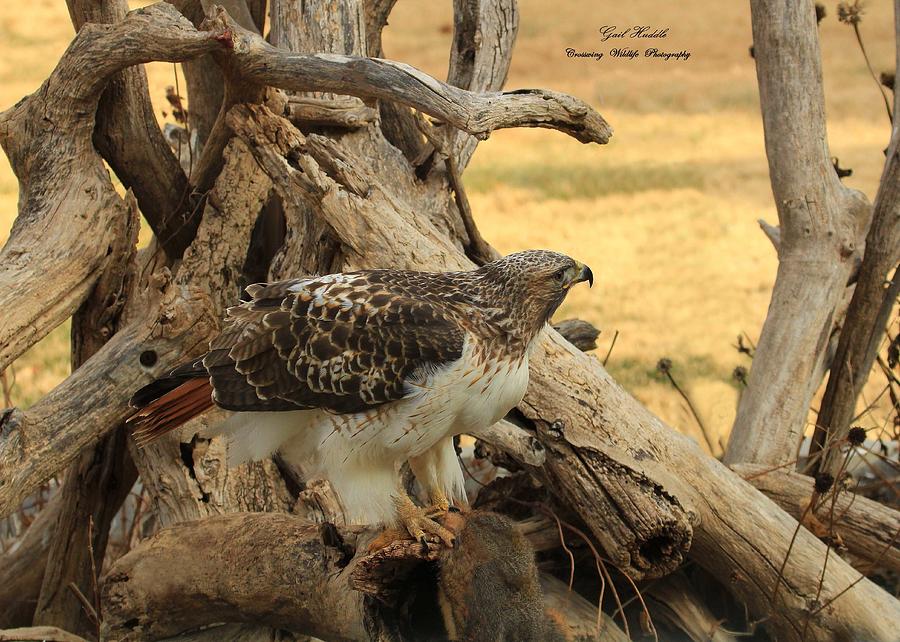 Red Tailed Hawk 2022 2 Photograph By Gail Huddle Pixels   Red Tailed Hawk 2022 2 Gail Huddle 