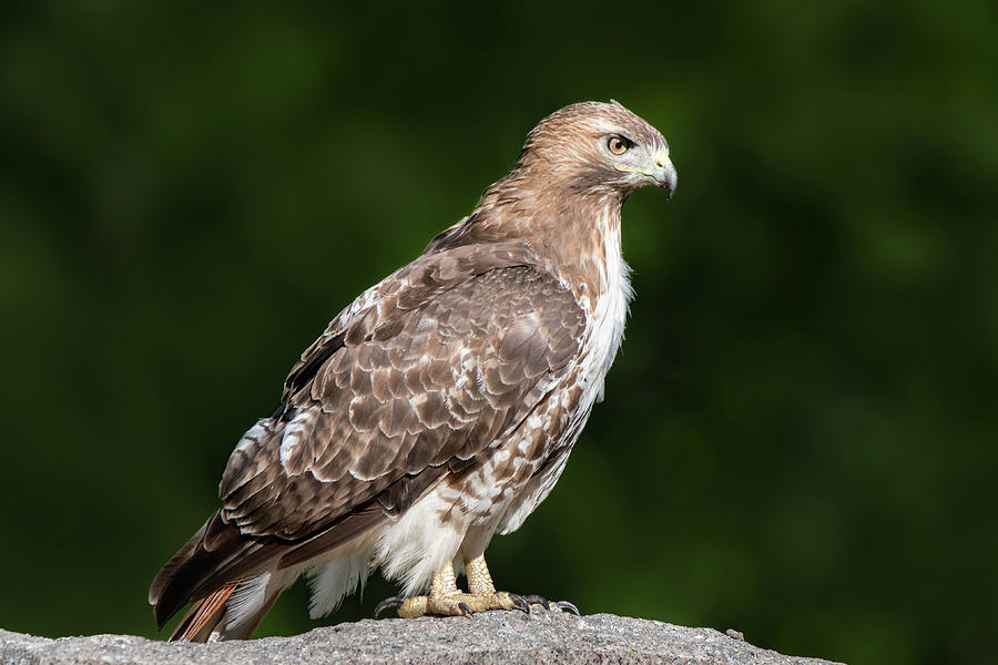 Red Tailed Hawk 2023 05 Photograph By Judy Tomlinson Fine Art America   Red Tailed Hawk 2023 05 Judy Tomlinson 